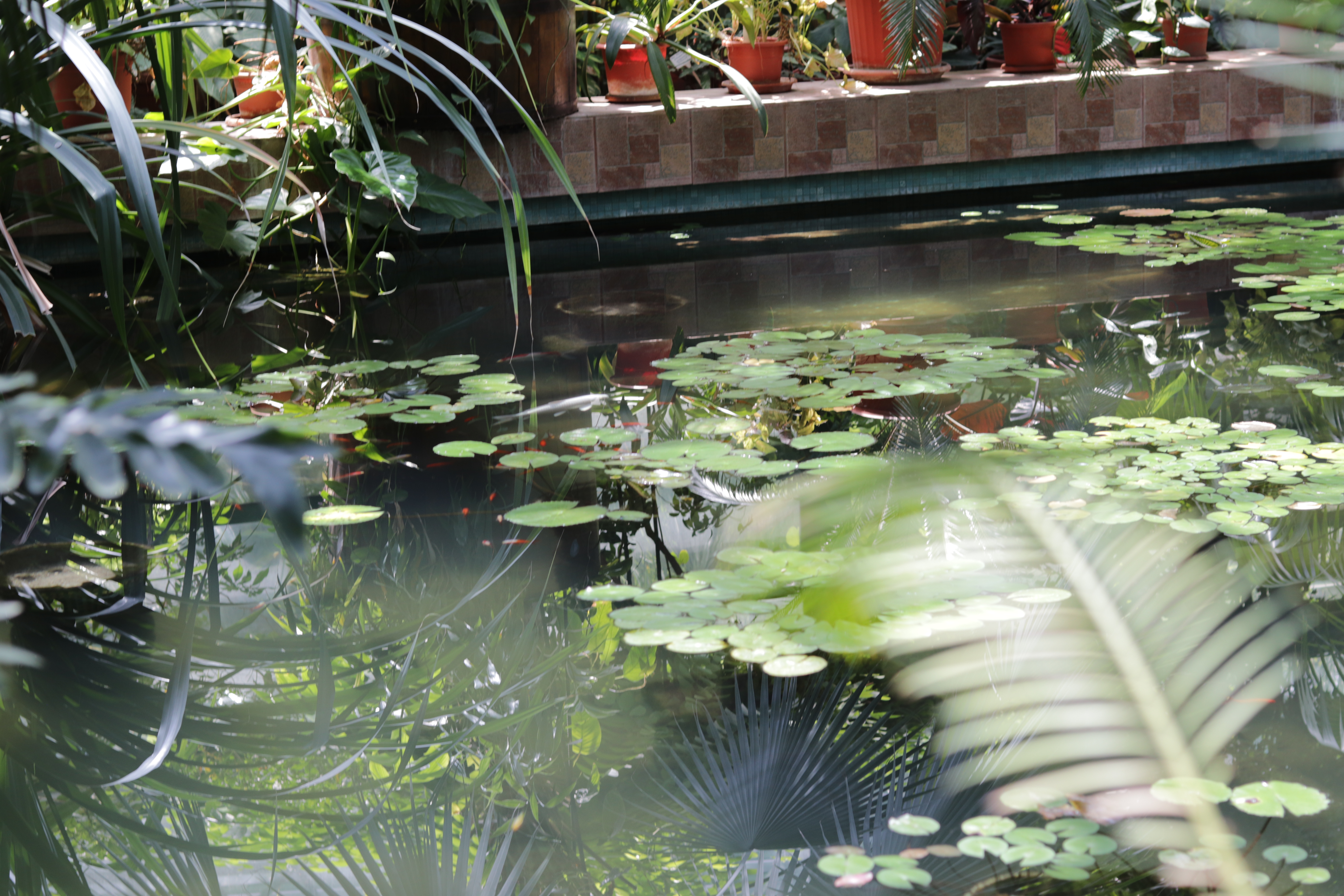 a pond in a greenhouse with lily pads and fish, surrounded by greenery on all sides, and with red clay plant pots lined up along the tiled edge