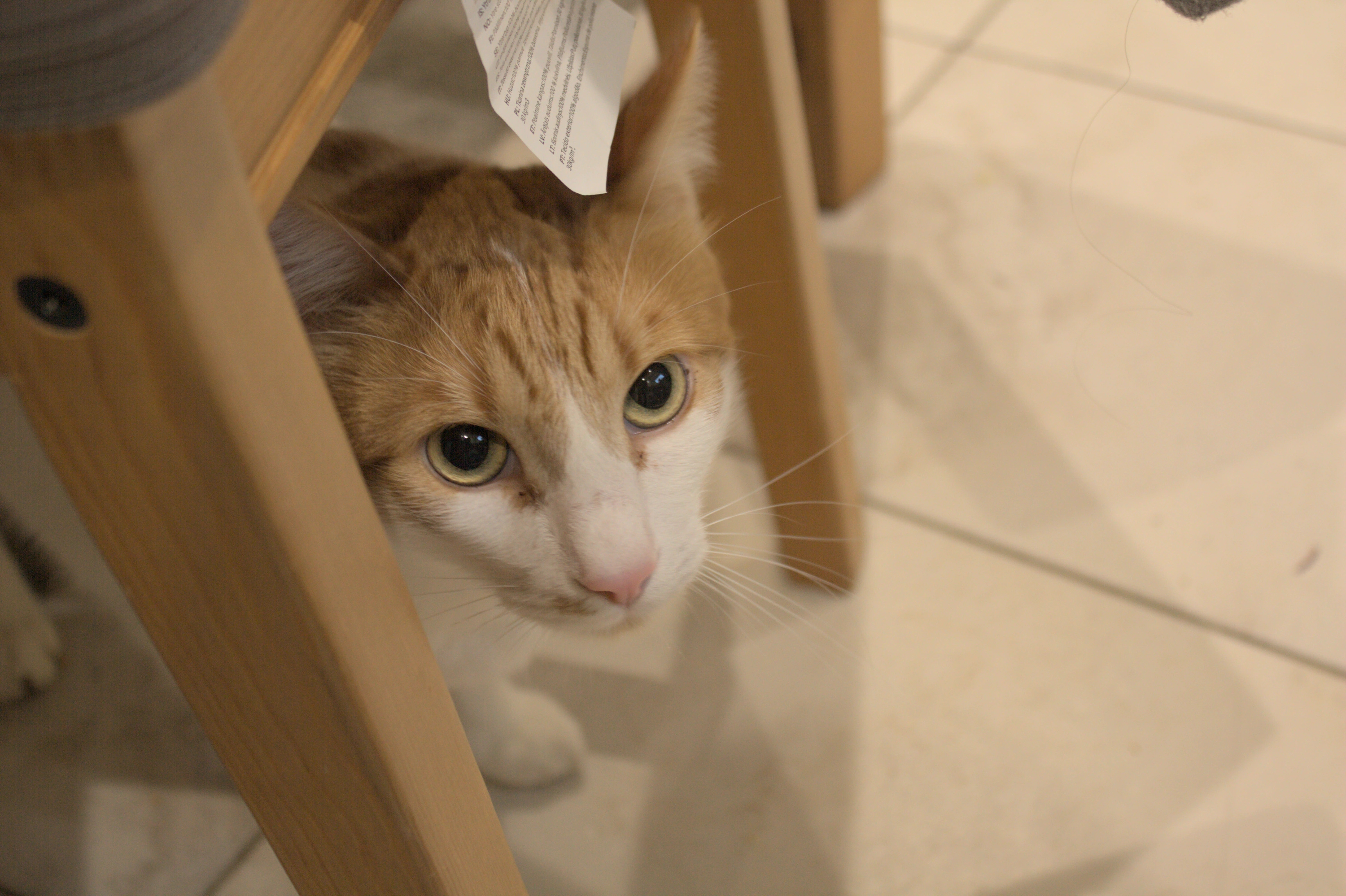 A white and orange cat looks innocently up from under a tag hanging at the back of a chair